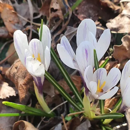 Stephanie - In The Heart Of Alps Above Varenna, Apartment