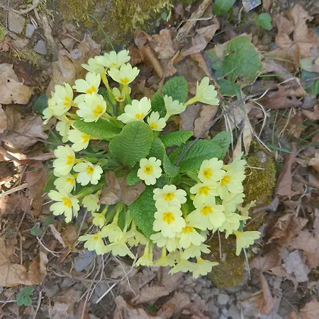 Stephanie - In The Heart Of Alps Above Varenna, Apartment *
